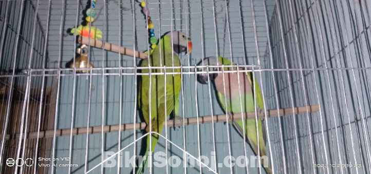 Christian parrot-মদনা টিয়া
